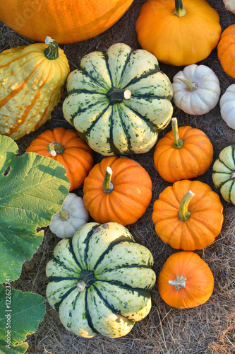 Decorative pumpkins in garden