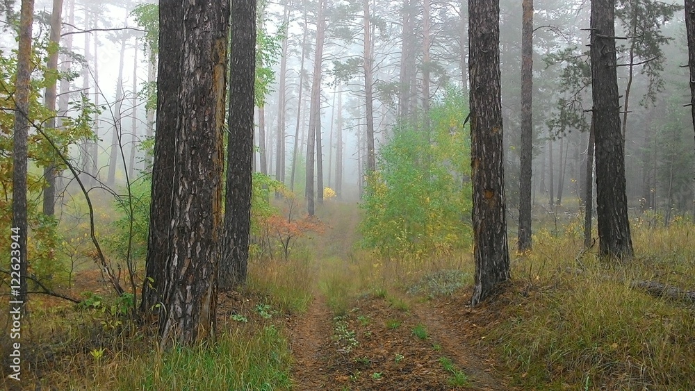 Obraz premium туманное утро в осеннем лесу