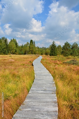 Wood path through the peat bog photo