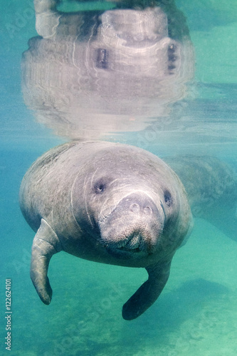 Florida manatee (Trichechus manatus latirostris), Crystal River, west-central Florida, U.S.A.