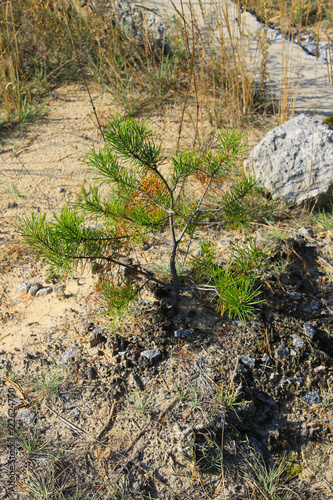 Pine tree sapling in a forest photo