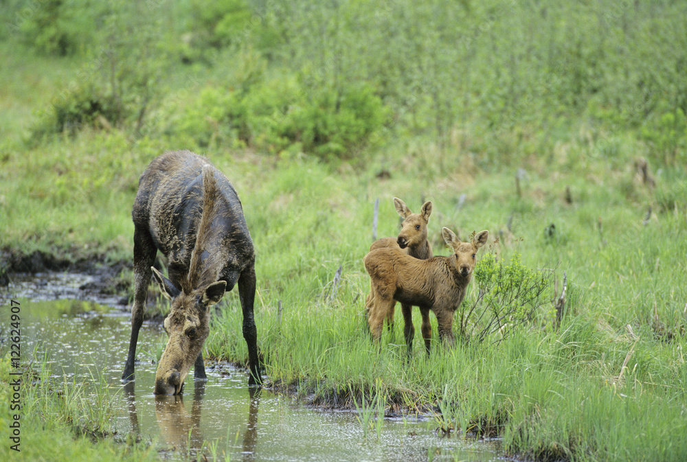 Moose (Alces alces) Female with twins, drinking brackish water, Algonquin Provincial Park, Ontario, Canada. Moose (Alces alces) Female with twins, drinking brackish water, Algonquin Provincial Park, Ontario, Canada.