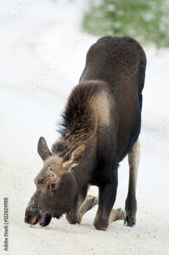 Moose calf (Alves alces) 7-months old eating salt from a winter road, Canadian Rocky Mountains, Jasper National Park, western Alberta, Canada photo