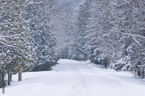 View of snow covered country road through forest in winter