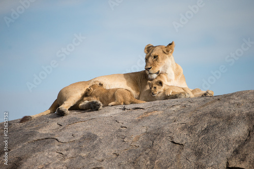 Lioness and lion cubs on a Kopje in the Serengeti © Dennis Donohue