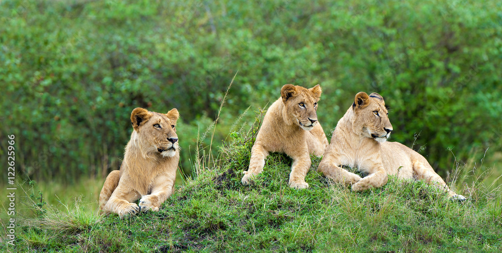 African lion pride (Panthera leo), resting on a termite mound, Masai Mara Game Reserve, Kenya, East Africa African lion pride (Panthera leo), resting on a termite mound, Masai Mara Game Reserve, Kenya, East Africa