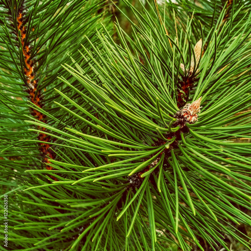 Close-up of Christmas pine fir tree branches background.