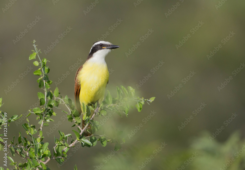 Fototapeta premium Great Kiskadee