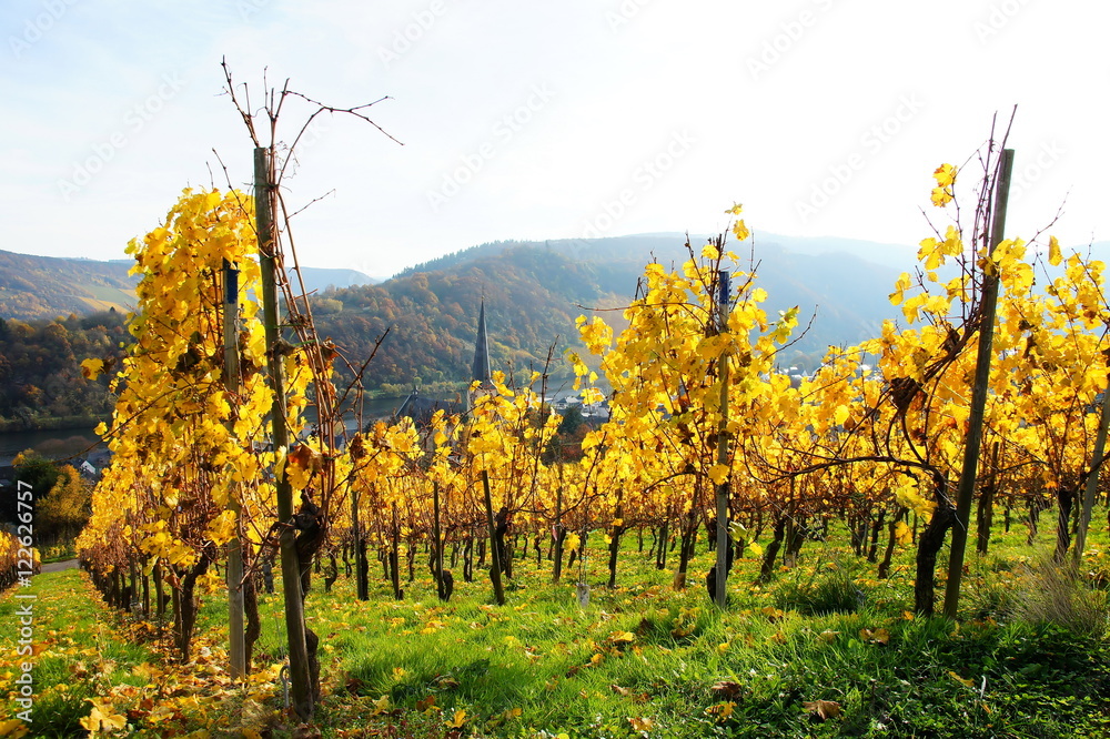 Naklejka premium leuchtend gelber Weinberg im Herbst oberhalb von Kröv an der Mosel 