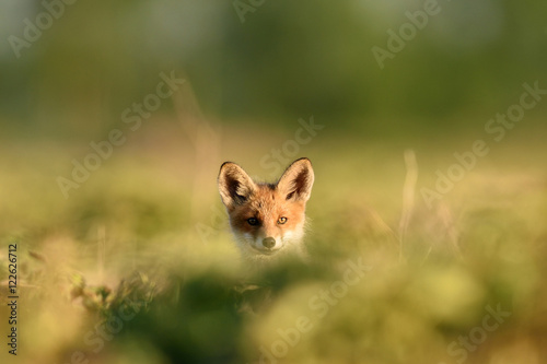 Fotografie Red fox kit