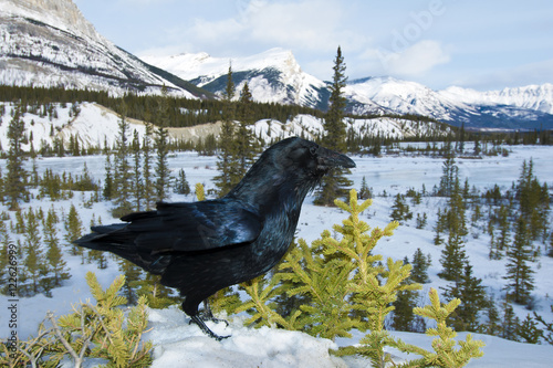 Common raven (Corvus corax) South Saskatchewan River in winter, Banff National Park, western Alberta, Canada photo
