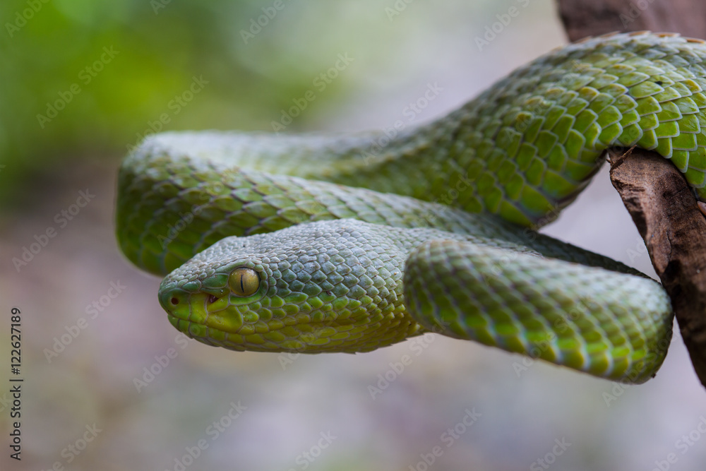 Close up Yellow-lipped Green Pit Viper snake Close up Yellow-lipped Green Pit Viper snake