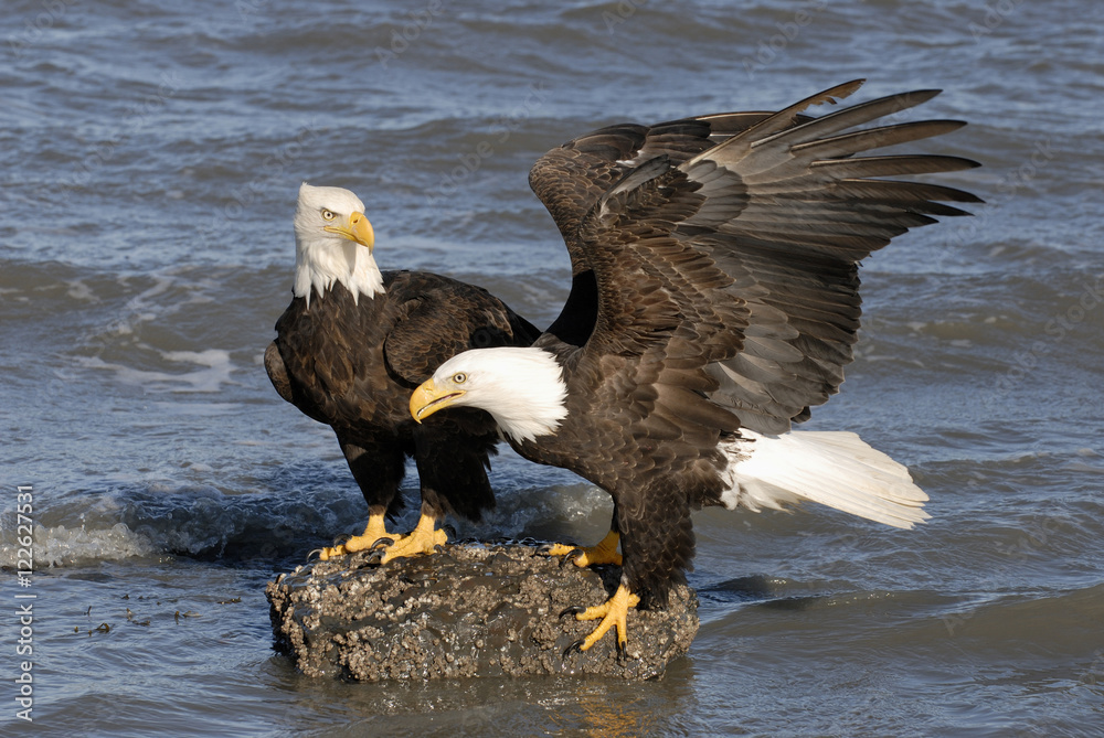 Mature Bald Eagles (Haliaeetus leucocephalus) on shoreline, Homer, Alaska, USA Mature Bald Eagles (Haliaeetus leucocephalus) on shoreline, Homer, Alaska, USA