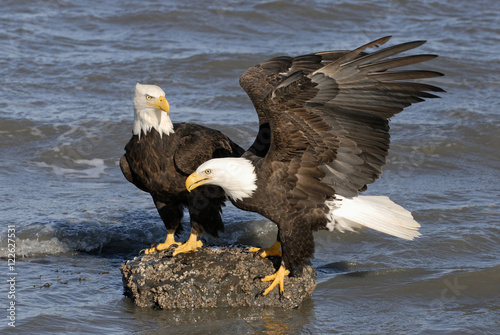 Mature Bald Eagles (Haliaeetus leucocephalus) on shoreline, Homer, Alaska, USA photo