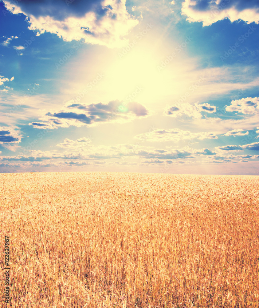 Fototapeta premium wheat