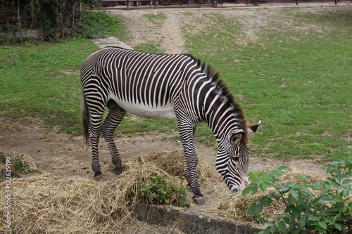 Adult zebra in zoological garden