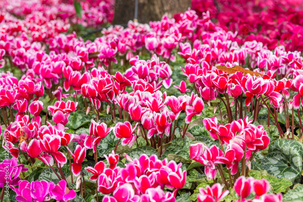 Fototapeta premium Pink flower fields