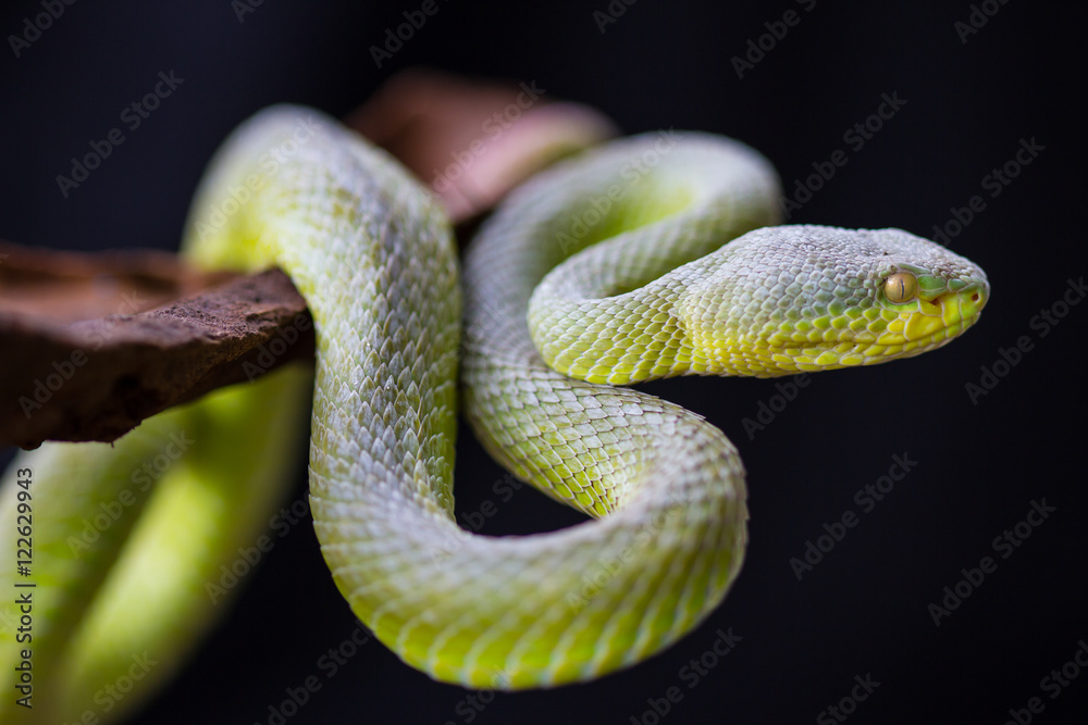 Fototapeta premium Close up Yellow-lipped Green Pit Viper snake