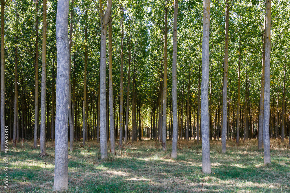 Bosque de Chopo Canadiense. Populus canadensis. Río Órbigo, León Bosque de Chopo Canadiense. Populus canadensis. Río Órbigo, León