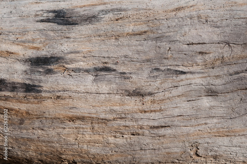 Strandgut. NordSee. Holz 