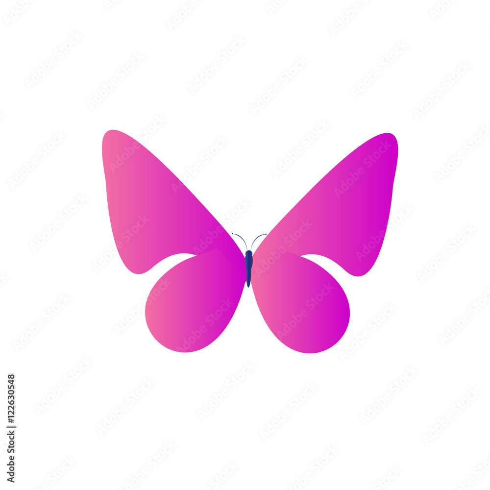 butterfly butterfly