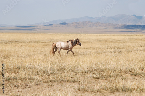 Przewalski horse in a pasture in the Mongolian steppe © Евгений Кожевников