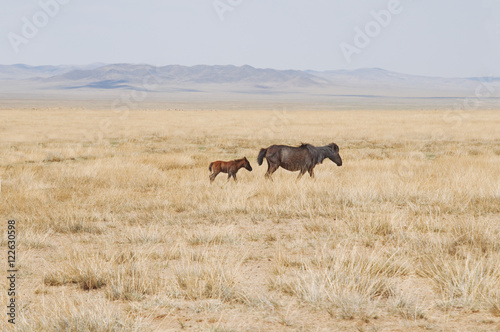 horses in the field