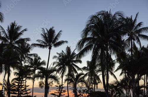 Palmen beim Sonnenuntergang in Mauritius