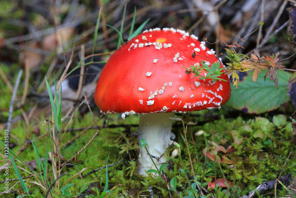 fly agaric mushrum