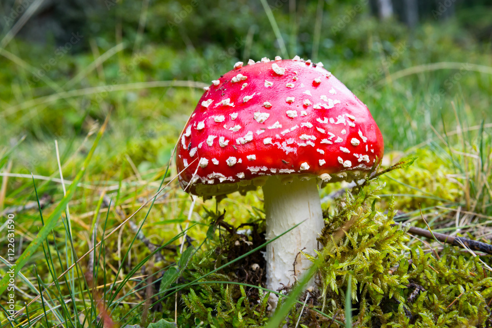 fly agaric mushroom on green grass fly agaric mushroom on green grass