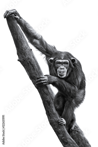 Chimpanzee XXV
