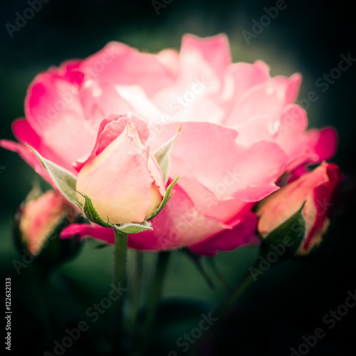 Abstract macro shot of beautiful pink rose flower at dark natural background