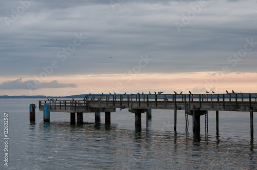 Möwen im Hafen. Ostsee. Rügen © medwedja