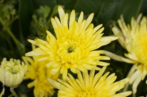 Yellow chrysanthemum flower mixed