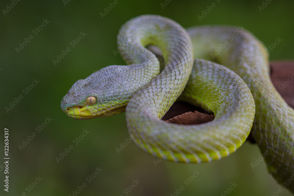 Fototapeta premium Close up Yellow-lipped Green Pit Viper snake