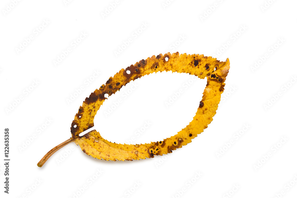 Yellow autumn leaf with shadow closeup with place for text isolated on white background