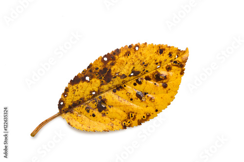 Yellow autumn leaf with shadow closeup isolated on white background