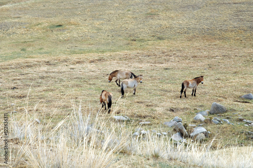 Przewalski horse in a pasture in the Mongolian steppe