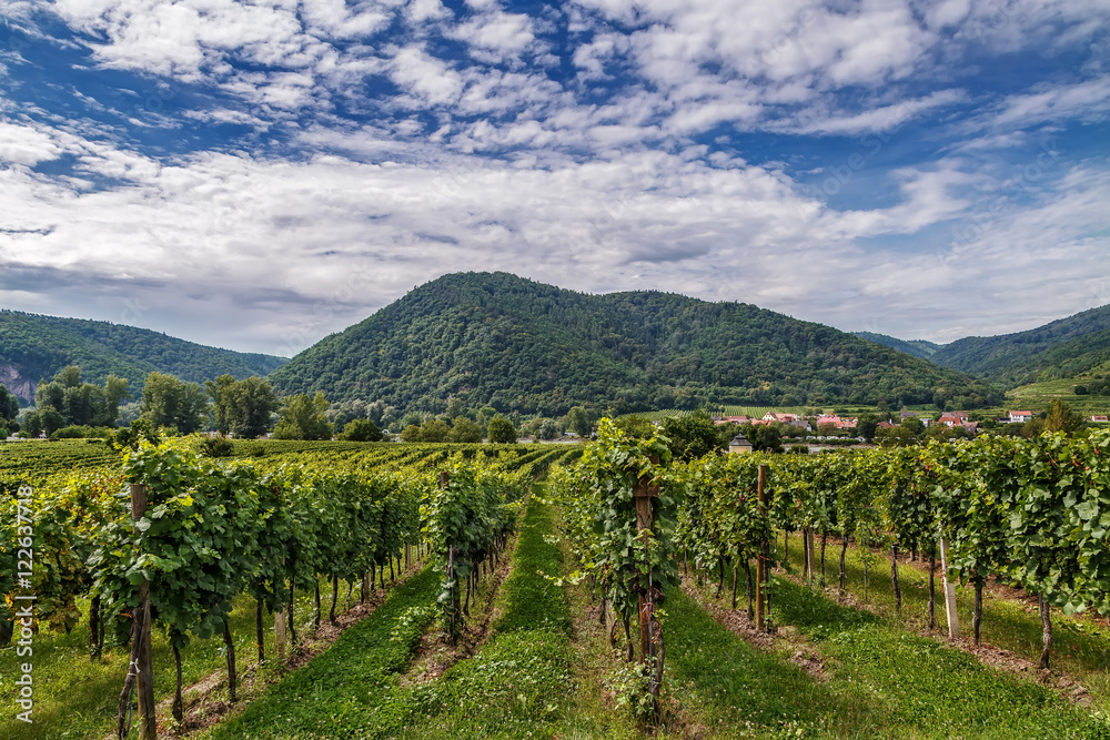 view of vineyard near Durnstein, Austria
