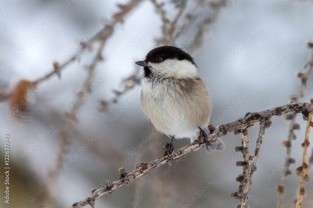 Naklejka premium Marsh tit (Poecile palustris) on a small branch