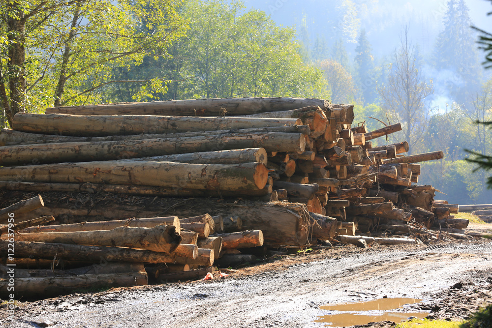 Fototapeta premium wooden logs store