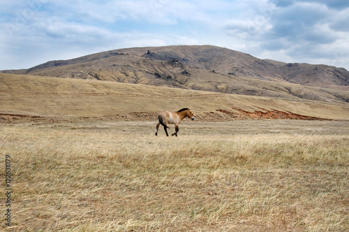 Przewalski horse in a pasture in the Mongolian steppe