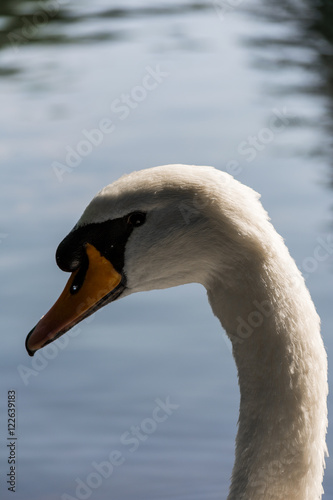 Swan #1