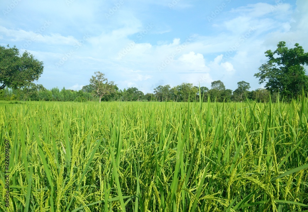 Obraz premium green rice field