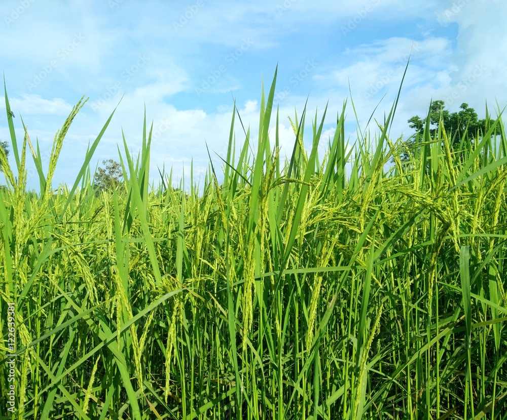 green rice field green rice field