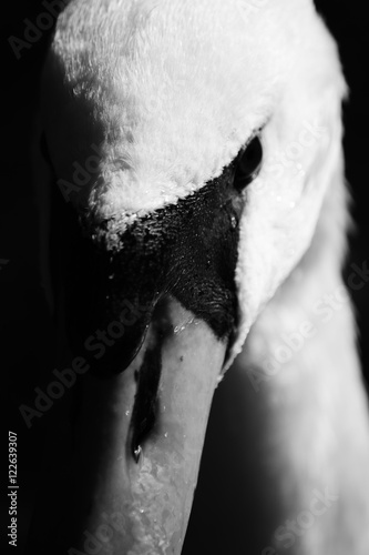 Swan in Black and White  1 © leifgerrit