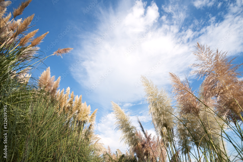 pampas grass invasive plant growing uncontroled in fields and pa Stock