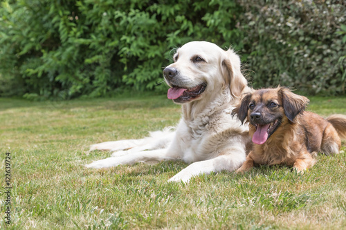Golden Retriever and crossbreed dog on the lawn