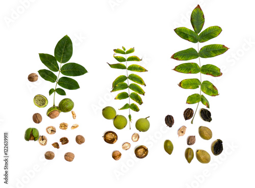 Fotografie Leaves and fruit species of walnut family: Juglans regia (Persian, English walnu