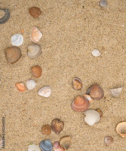 Sandstrand mit Muscheln Hintergrund